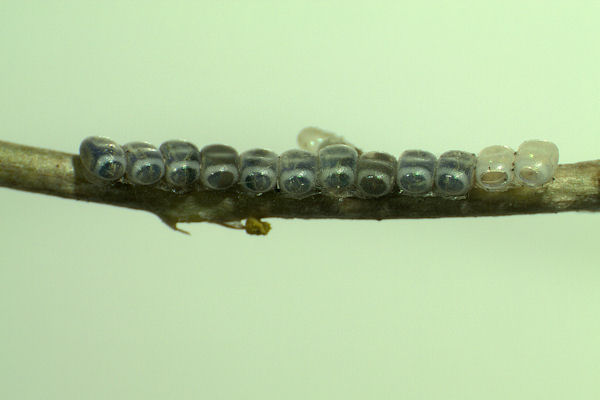 Crocallis tusciaria: Bild 1