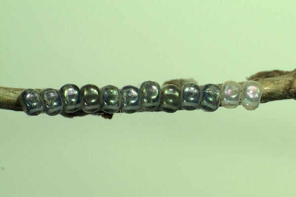 Crocallis tusciaria: Bild 2