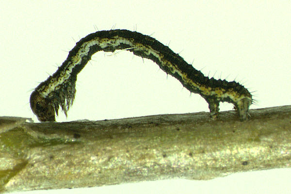 Crocallis tusciaria: Bild 5