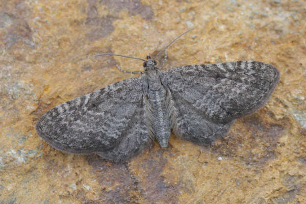 Eupithecia satyrata: Bild 13