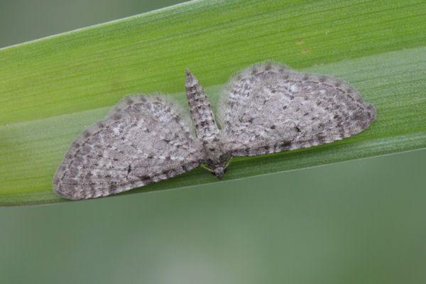 Eupithecia satyrata: Bild 28