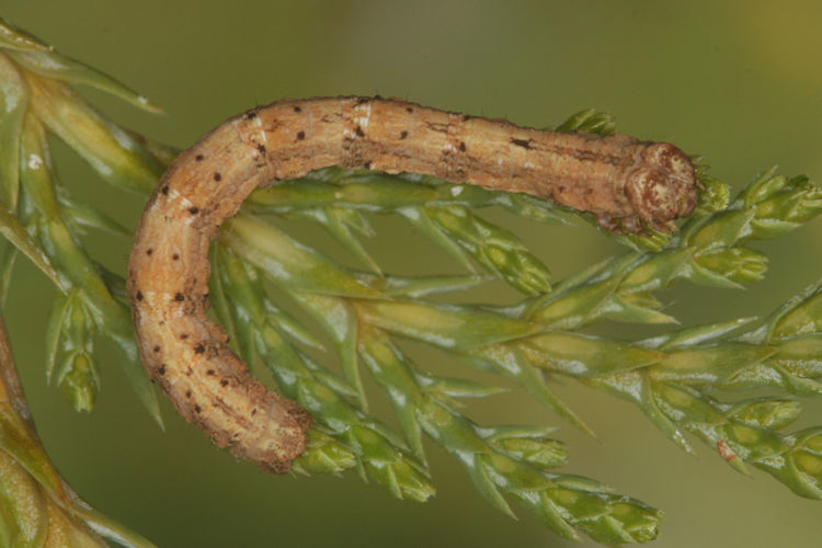 Peribatodes perversaria: Bild 22