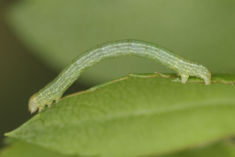 Aleucis distinctata: Bild 6
