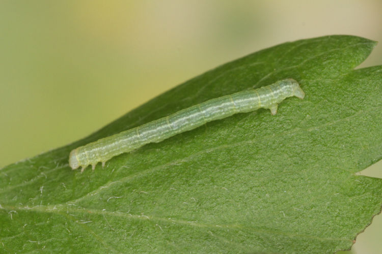 Aleucis distinctata: Bild 7