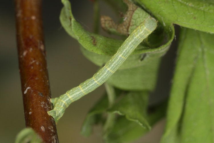 Aleucis distinctata: Bild 8