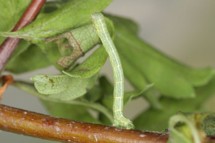 Aleucis distinctata: Bild 10