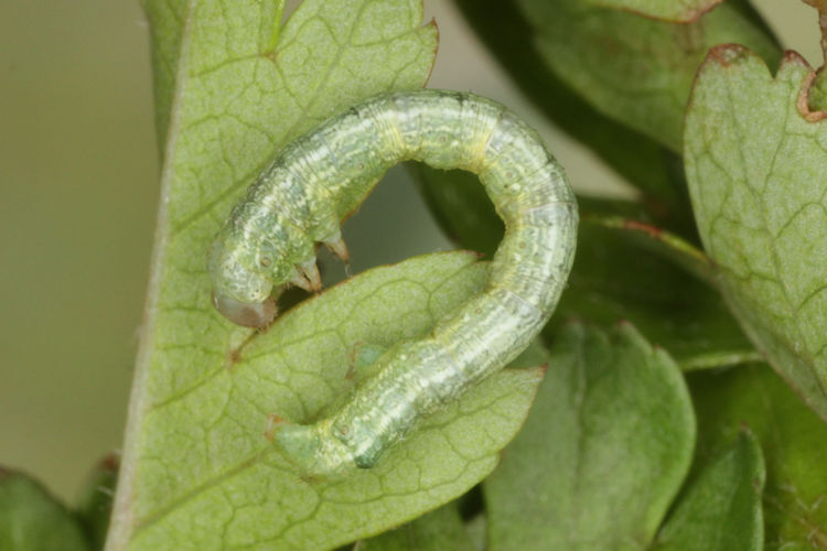 Aleucis distinctata: Bild 11