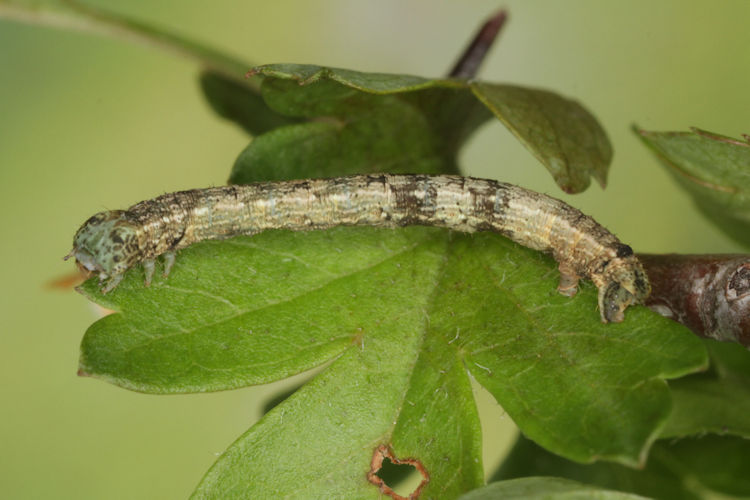 Aleucis distinctata: Bild 13