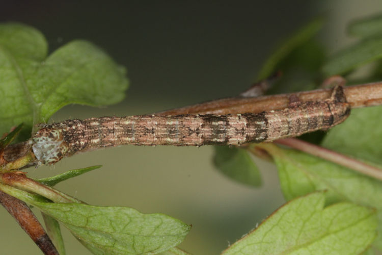Aleucis distinctata: Bild 17