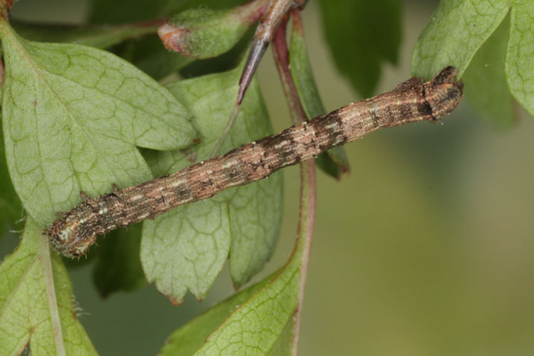 Aleucis distinctata: Bild 14