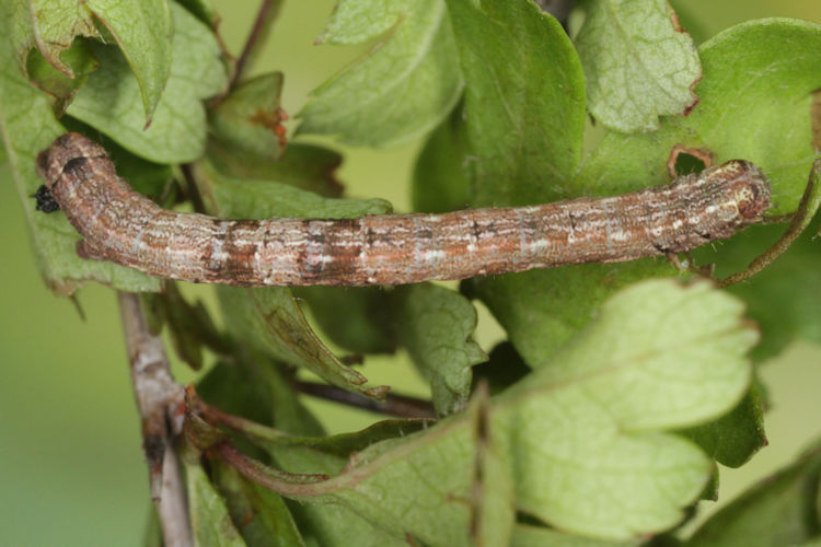 Aleucis distinctata: Bild 16