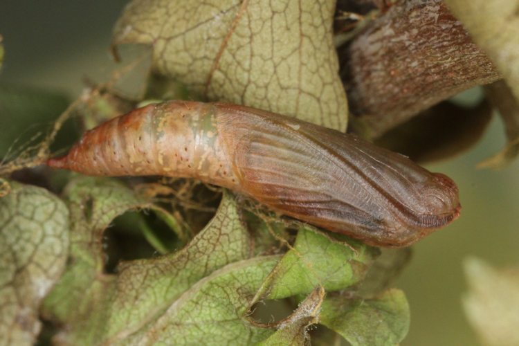 Hemithea aestivaria: Bild 27