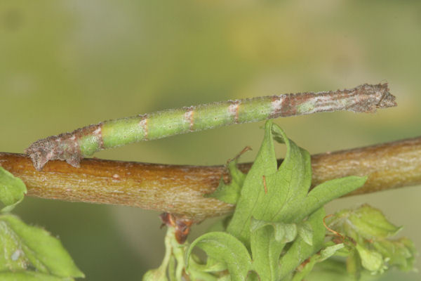 Hemithea aestivaria: Bild 41