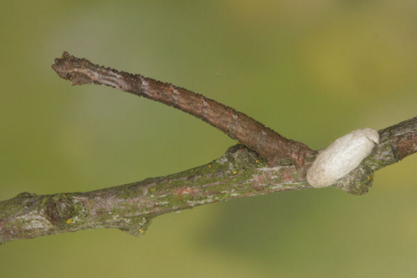 Hemithea aestivaria: Bild 18