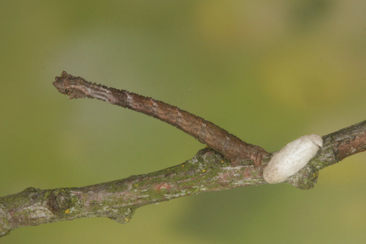 Hemithea aestivaria: Bild 9