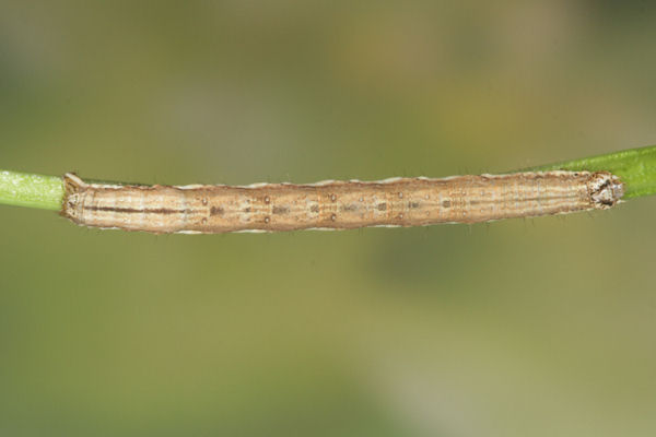 Epirrhoe sandosaria: Bild 16