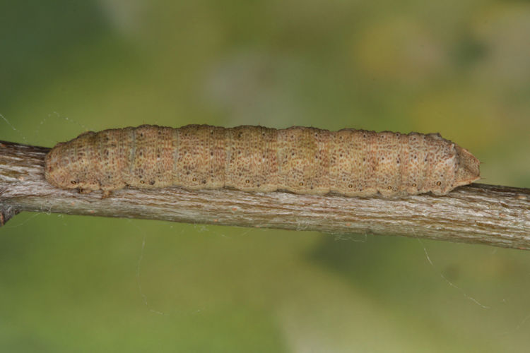 Gnophos furvata: Bild 19