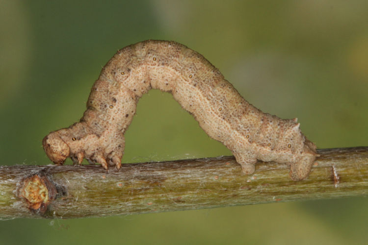 Gnophos furvata: Bild 27