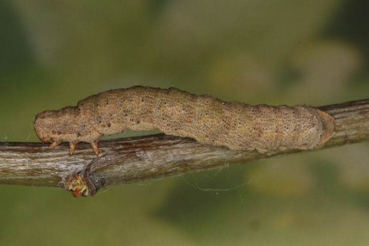 Gnophos furvata: Bild 21