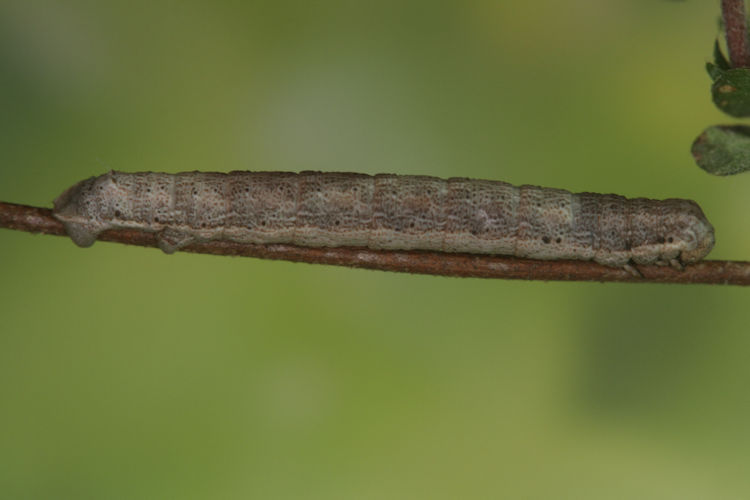 Gnophos furvata: Bild 16