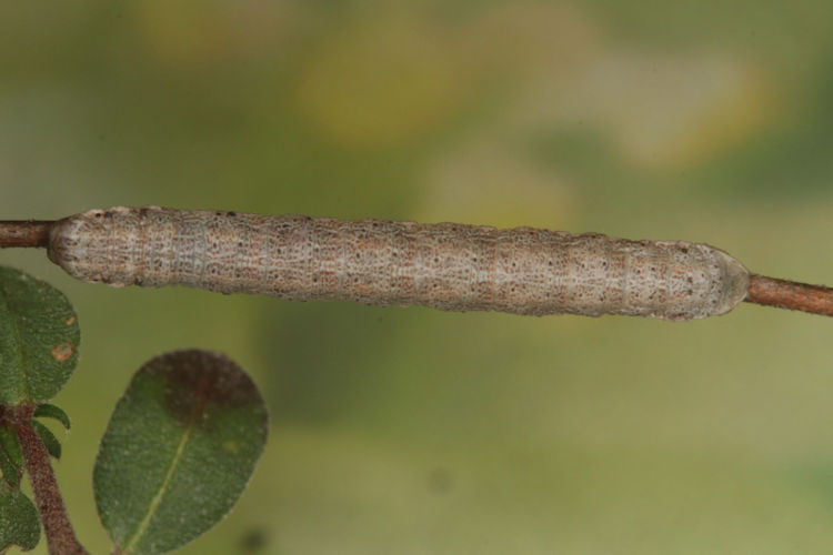 Gnophos furvata: Bild 17