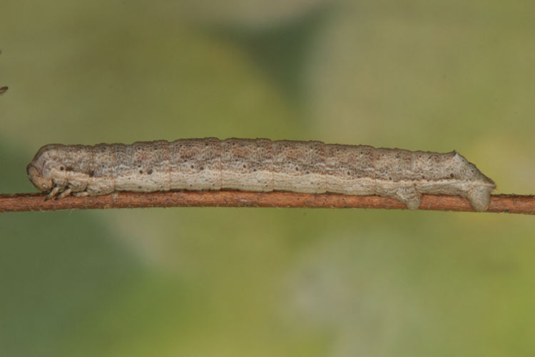 Gnophos furvata: Bild 18