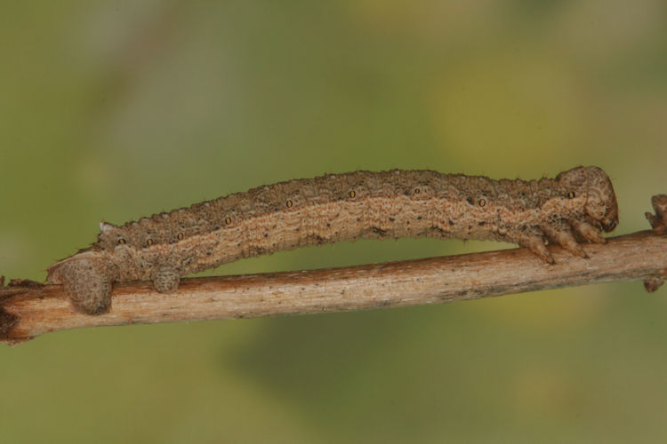 Gnophos furvata: Bild 23