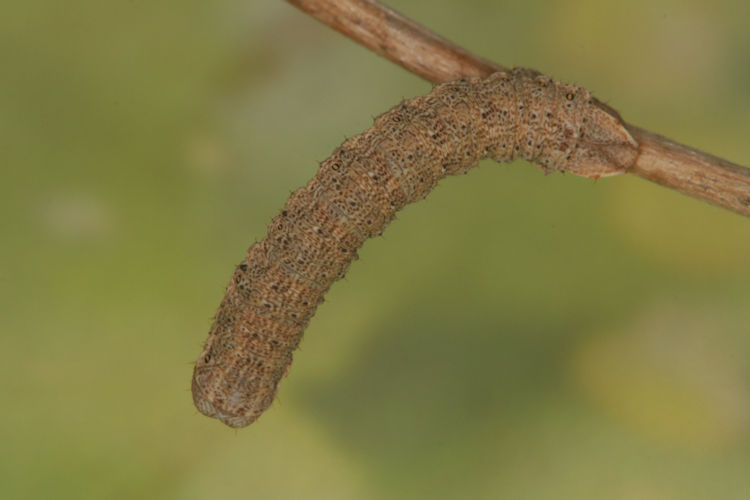 Gnophos furvata: Bild 24