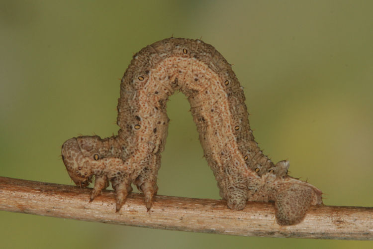 Gnophos furvata: Bild 25