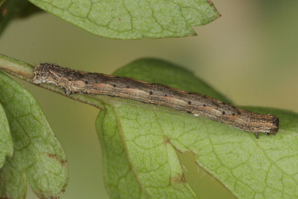 Crocallis tusciaria: Bild 14