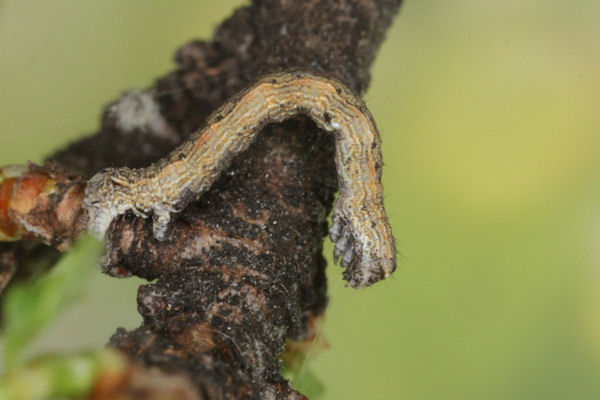 Crocallis tusciaria: Bild 16