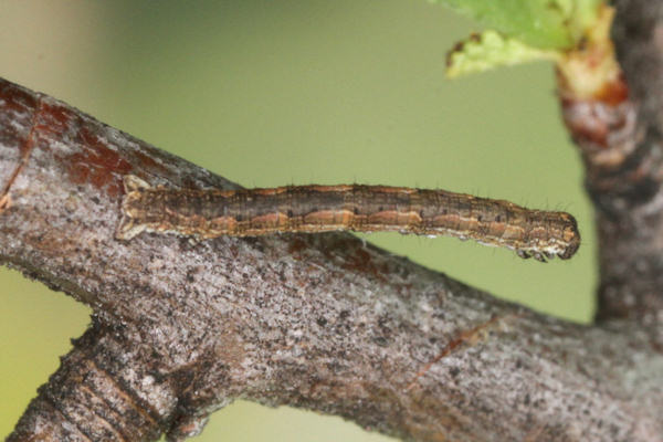 Crocallis tusciaria: Bild 18