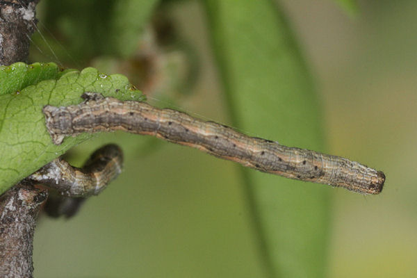Crocallis tusciaria: Bild 19