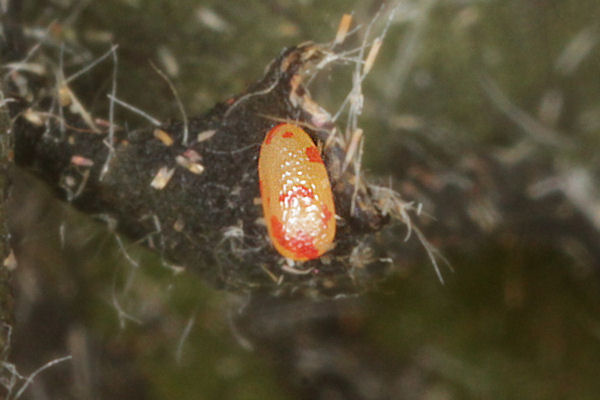 Cyclophora puppillaria: Bild 4