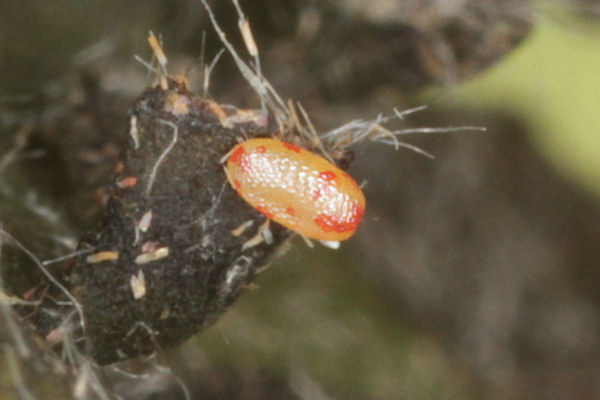 Cyclophora puppillaria: Bild 5