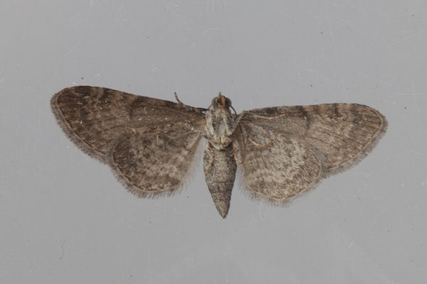 Eupithecia thalictrata: Bild 17