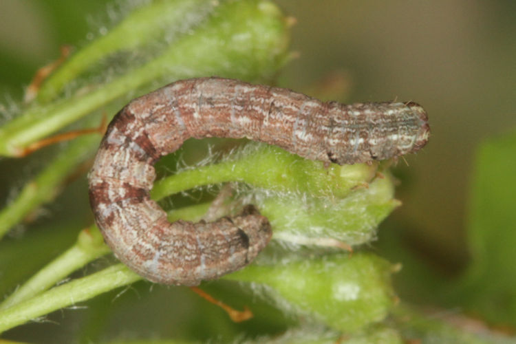 Aleucis distinctata: Bild 23