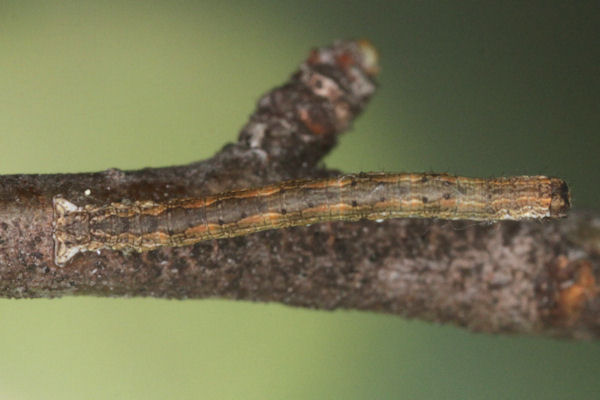 Crocallis tusciaria: Bild 27