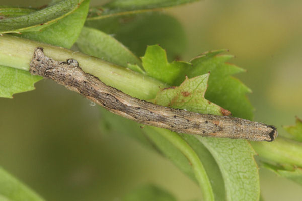 Crocallis tusciaria: Bild 30