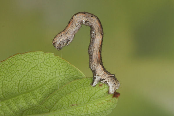 Crocallis tusciaria: Bild 32