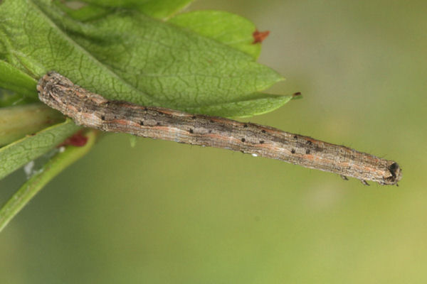 Crocallis tusciaria: Bild 33