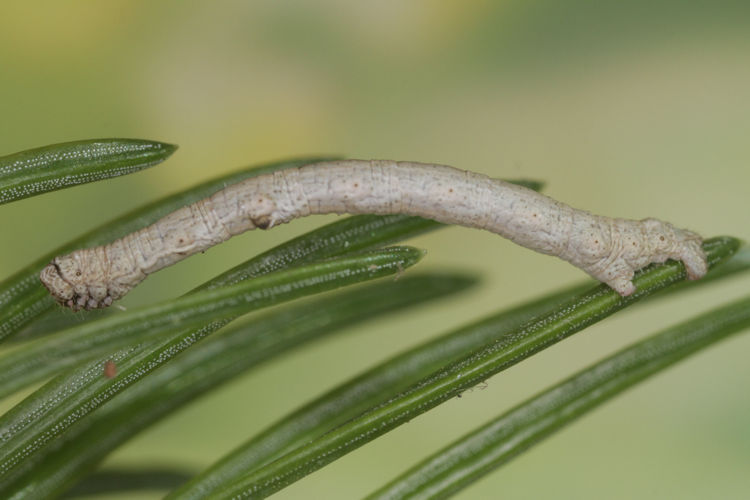 Peribatodes rhomboidaria: Bild 23
