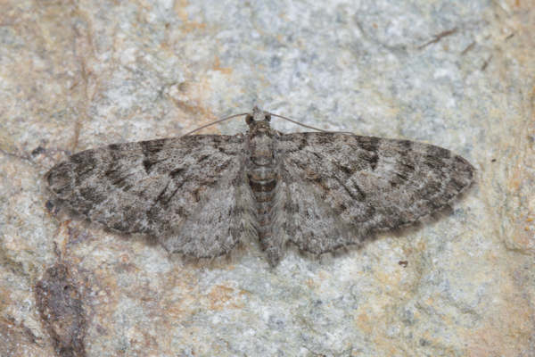 Eupithecia sp.: Bild 6