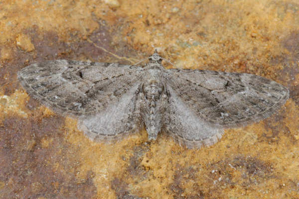 Eupithecia innotata: Bild 2