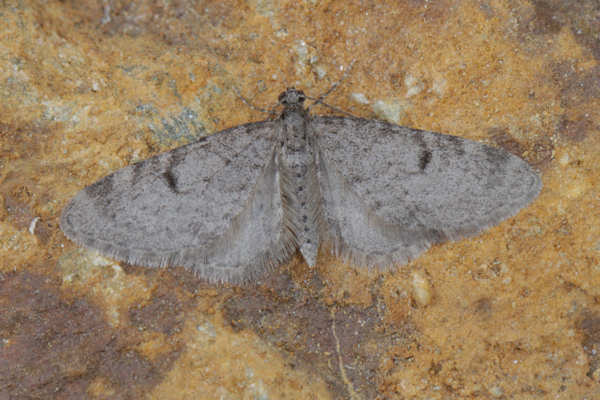 Eupithecia indigata: Bild 3