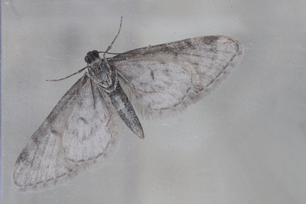 Eupithecia indigata: Bild 10