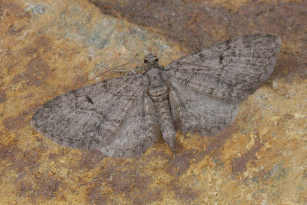 Eupithecia egenaria: Bild 1
