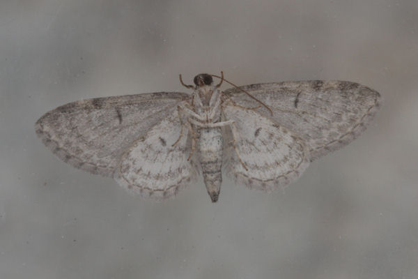 Eupithecia egenaria: Bild 6
