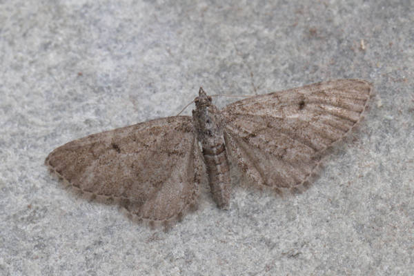 Eupithecia intricata: Bild 9