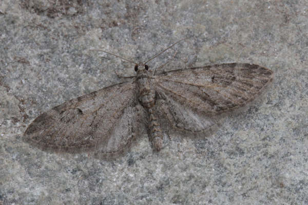 Eupithecia innotata: Bild 8